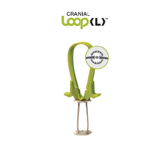 Cranial Loop（L）